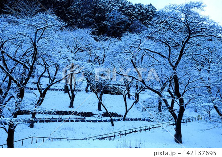 【神奈川県】冠雪の桜林 【神奈川県】冠雪の桜林 142137695