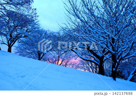 【神奈川県】雪の積もった木々と夕焼け空 【神奈川県】雪の積もった木々と夕焼け空 142137698