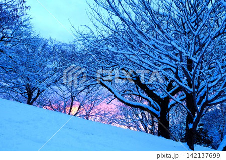 【神奈川県】雪の積もった木々と夕焼け空 【神奈川県】雪の積もった木々と夕焼け空 142137699