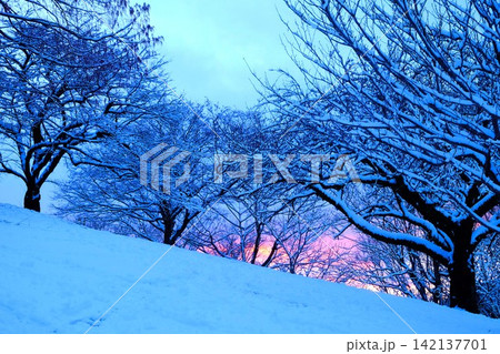 【神奈川県】雪の積もった木々と夕焼け空 142137701