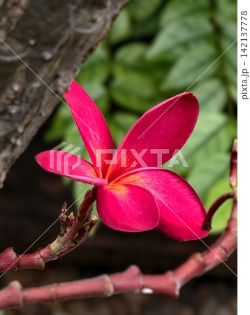 pink magnolia flowers pink magnolia flowers 142137778