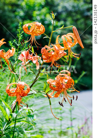 夏のガーデンで美しく咲くオニユリの花 夏のガーデンで美しく咲くオニユリの花 142138149
