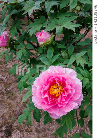 ガーデンに咲くピンクグラデーションのボタンの花のクローズアップ 142138246