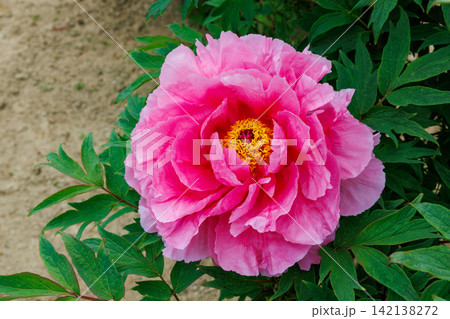 ガーデンに咲くピンク色のボタンの花のクローズアップ ガーデンに咲くピンク色のボタンの花のクローズアップ 142138272