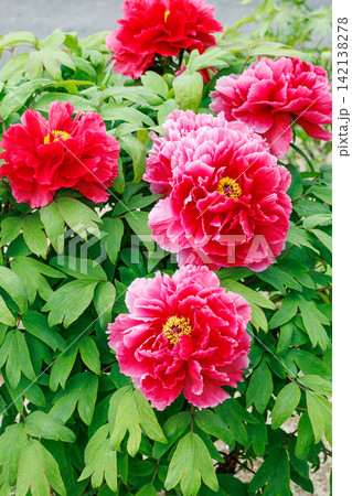ガーデンに咲く赤色のボタンの花のクローズアップ ガーデンに咲く赤色のボタンの花のクローズアップ 142138278