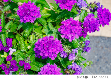 紫色のたくさんの花を咲かせるバーベナの花 142138344