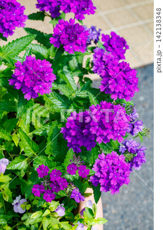 紫色のたくさんの花を咲かせるバーベナの花 142138348