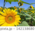 夏の北海道のひまわり 142138680