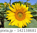 ひまわり畑 142138681