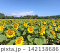 北海道のひまわり畑 142138686