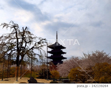 京都　東寺の五重塔 142139264