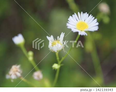 野原に咲くヒメジョオンの花 野原に咲くヒメジョオンの花 142139343