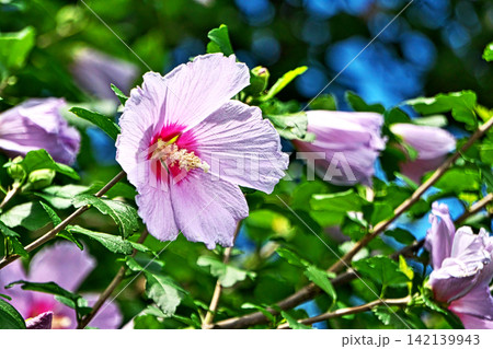 ピンク色のムクゲの花(夏、七月) ピンク色のムクゲの花(夏、七月) 142139943