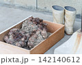 木箱に入れた土付きの里芋と作業用長靴 142140612