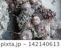掘りたてで土と根が付いた里芋のクローズアップ 142140613