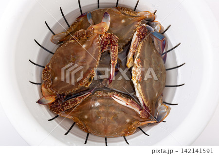 raw Swimming Crab Isolated on White Background raw Swimming Crab Isolated on White Background 142141591