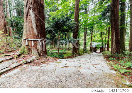 【滋賀県東近江市】百済寺 御神木と仁王門と参道 【滋賀県東近江市】百済寺 御神木と仁王門と参道 142141700