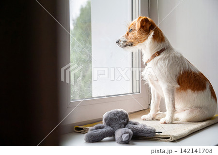Small dog sitting beside window and looking outside. Lonely pet waiting at home 142141708