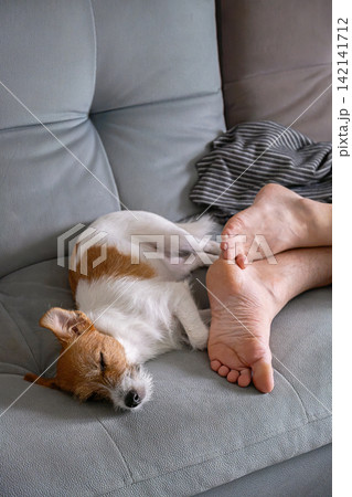 Small dog sleeping beside persons bare feet on comfortable sofa at home. 142141712