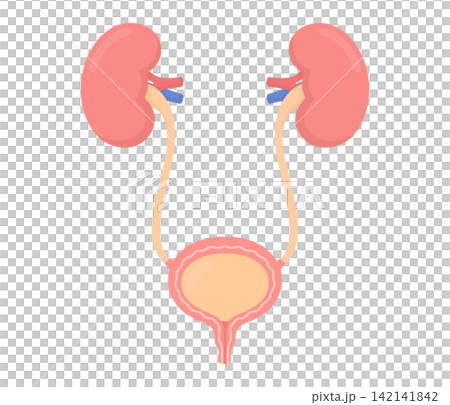 腎臓,膀胱,フラットイラスト 腎臓,膀胱,フラットイラスト 142141842