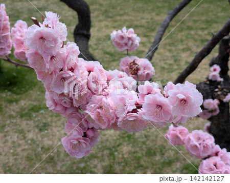 露に濡れる桜の花 142142127
