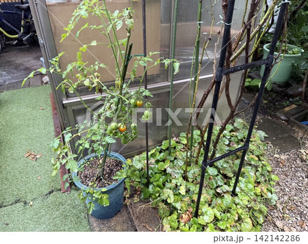 梅雨の庭 梅雨の庭 142142286