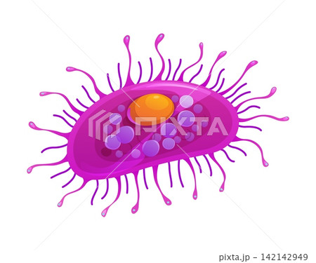 Cartoon protozoa microorganism icon with vivid magenta oval cell body, orange nucleus, purple vacuole bubbles inside and thin cilia. Vibrant ameba germ for science education posters Cartoon protozoa microorganism icon with vivid magenta oval cell body, orange nucleus, purple vacuole bubbles inside and thin cilia. Vibrant ameba germ for science education posters 142142949