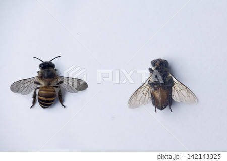 Two honeybee specimens displayed side-by-side on a plain white background, showing dorsal and ventral views for entomological study Two honeybee specimens displayed side-by-side on a plain white background, showing dorsal and ventral views for entomological study 142143325