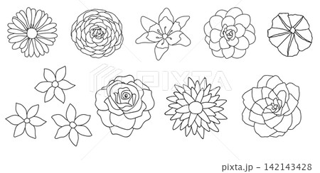 Illustration of the flowers on a white background. Vector illustration. Illustration of the flowers on a white background. Vector illustration. 142143428