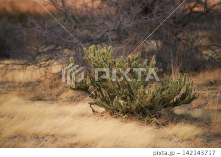 Grass, cactus plant and dry land with tree in nature for conservation, sustainability and environment in Texas. Forest, woods and drought in summer with climate change in desert and hot weather Grass, cactus plant and dry land with tree in nature for conservation, sustainability and environment in Texas. Forest, woods and drought in summer with climate change in desert and hot weather 142143717