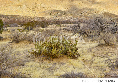 Cactus, dessert and plant in California for travel, tourism and wallpaper. Succulent, cylindroputia ganderi and wilderness with dry, arid and land in USA for sightseeing, nature and background Cactus, dessert and plant in California for travel, tourism and wallpaper. Succulent, cylindroputia ganderi and wilderness with dry, arid and land in USA for sightseeing, nature and background 142144203