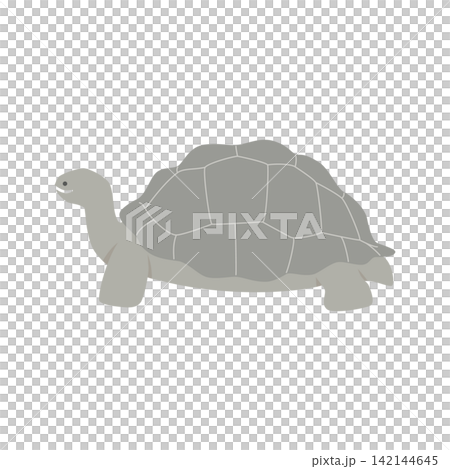 A cute vector illustration of an Aldabra giant tortoise raising its head. 142144645