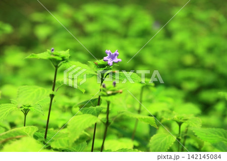 鈴虫花の花 鈴虫花の花 142145084