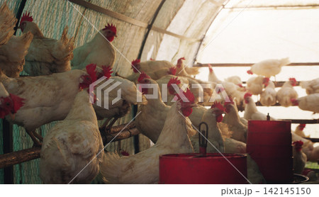 Chickens, hen house and farm for animals, countryside and food for nature, group and healthy in environment. Small business, eggs and industry of birds, production and poultry with wellness and calm Chickens, hen house and farm for animals, countryside and food for nature, group and healthy in environment. Small business, eggs and industry of birds, production and poultry with wellness and calm 142145150