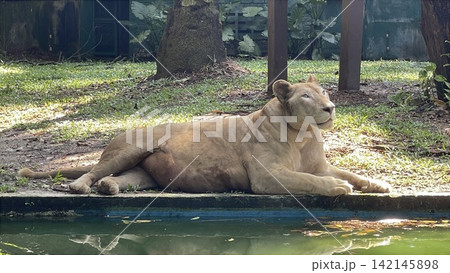 Lion Resting Peacefully on Ledge by Water Lion Resting Peacefully on Ledge by Water 142145898