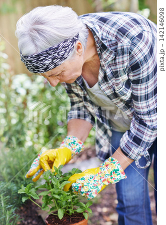 Senior, retired and woman with gardening as hobby by smell peppermint plant at home for health or peace. Elderly, female person and smile for growth of plants in summer with love or care for ecology 142146098