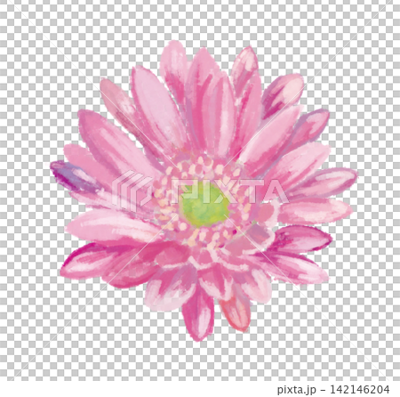 粉色非洲菊的插圖 粉色非洲菊的插圖 142146204