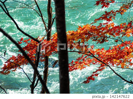 穏やかな秋の光の中キラキラひかる紅葉と青く済んだ川の流れ 142147622