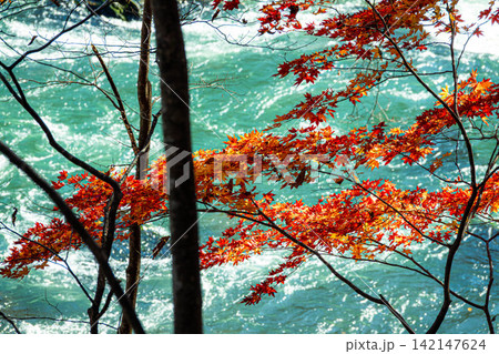 穏やかな秋の光の中キラキラひかる紅葉と青く済んだ川の流れ 穏やかな秋の光の中キラキラひかる紅葉と青く済んだ川の流れ 142147624