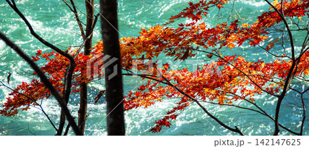 穏やかな秋の光の中キラキラひかる紅葉と青く済んだ川の流れ 穏やかな秋の光の中キラキラひかる紅葉と青く済んだ川の流れ 142147625