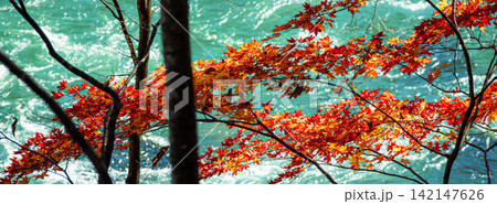 穏やかな秋の光の中キラキラひかる紅葉と青く済んだ川の流れ 穏やかな秋の光の中キラキラひかる紅葉と青く済んだ川の流れ 142147626