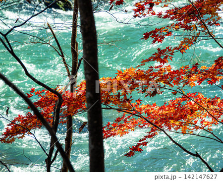 穏やかな秋の光の中キラキラひかる紅葉と青く済んだ川の流れ 穏やかな秋の光の中キラキラひかる紅葉と青く済んだ川の流れ 142147627
