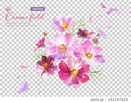 Autumn Flowers: Watercolor illustration of cosmos flowers with fluttering petals and an arrangement - Clipart (Vector) Autumn Flowers: Watercolor illustration of cosmos flowers with fluttering petals and an arrangement - Clipart (Vector) 142147829