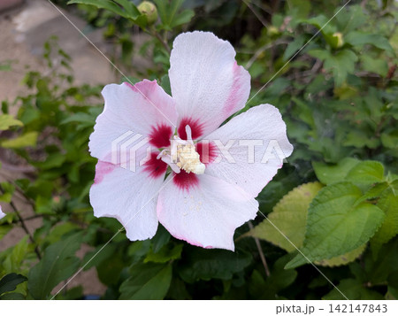 赤い花芯が美しい白桃色のムクゲ 赤い花芯が美しい白桃色のムクゲ 142147843