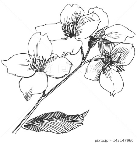 Vector sketch of Philadelphus. Spring branch of jasmine in engraving style. Clipart for wedding invitations. Imitation of the ancient technique of etching. Linear ink drawing of amock orange. 142147960