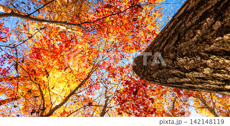 秋の森の中の穏やかな光と綺麗に色づいた紅葉を見上げた風景 秋の森の中の穏やかな光と綺麗に色づいた紅葉を見上げた風景 142148119