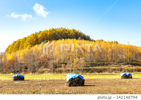 爽やかな秋の青空と伝統農法であるニオのある北海道の風景 爽やかな秋の青空と伝統農法であるニオのある北海道の風景 142148794