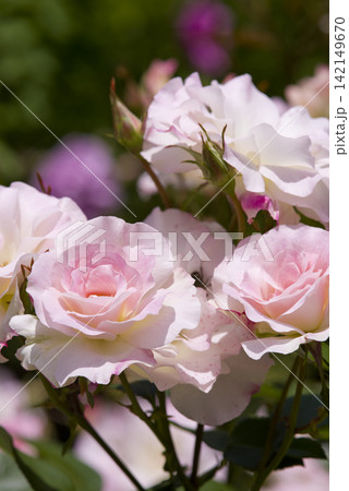 薔薇園にピンク色の薔薇の花が咲いています。このバラの名前はマチルダです。 薔薇園にピンク色の薔薇の花が咲いています。このバラの名前はマチルダです。 142149670