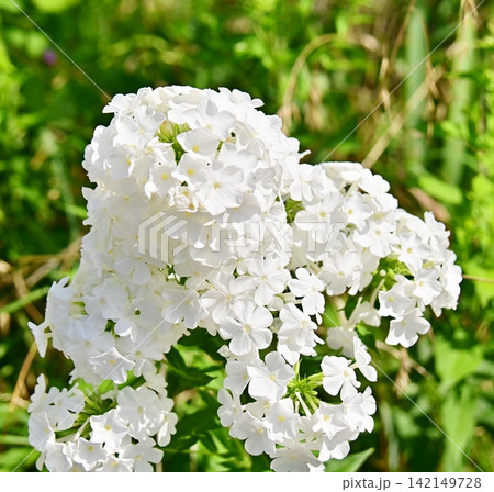白い色のフロックスの花穂をクローズアップ 白い色のフロックスの花穂をクローズアップ 142149728