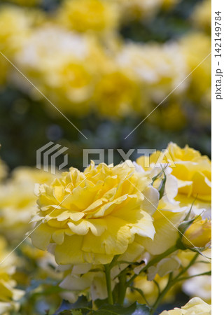 薔薇園に黄色い薔薇の花が咲いています。このバラの名前はゴールドバニーです。 薔薇園に黄色い薔薇の花が咲いています。このバラの名前はゴールドバニーです。 142149784